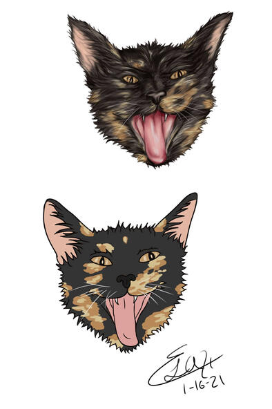 Star Yawn Star Yawn